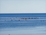 Охотское Море 344